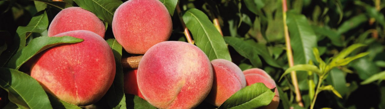 Особливості вирощування персика сорти Соковитий