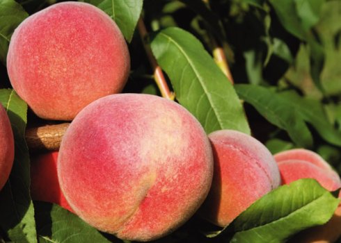 Особливості вирощування персика сорти Соковитий