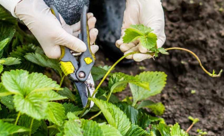 Обрізка полуниці