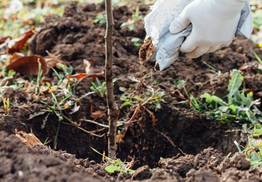 Посадка саджанця персика Посадка саджанця персика