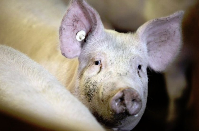 Клинические признаки у свиней