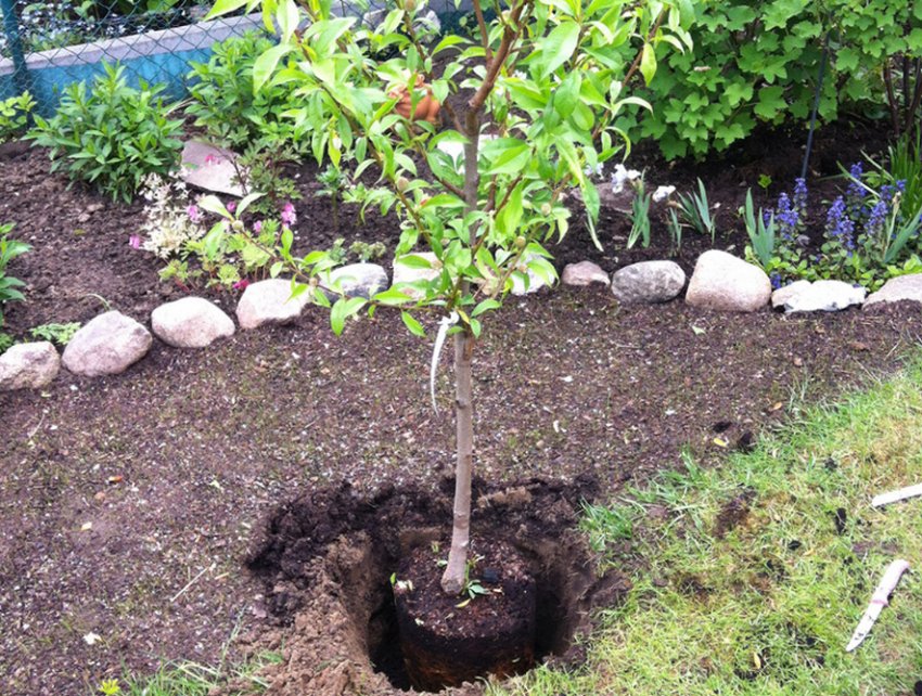 Посадка саджанця персика Посадка саджанця персика