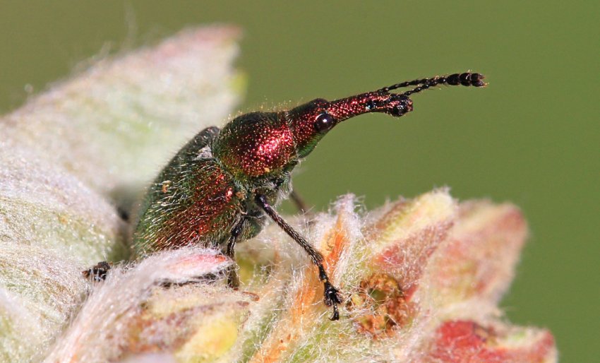 Вишневий слоник