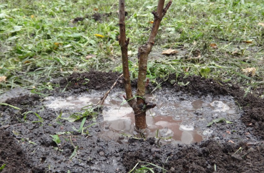 Полив персика Полив персика