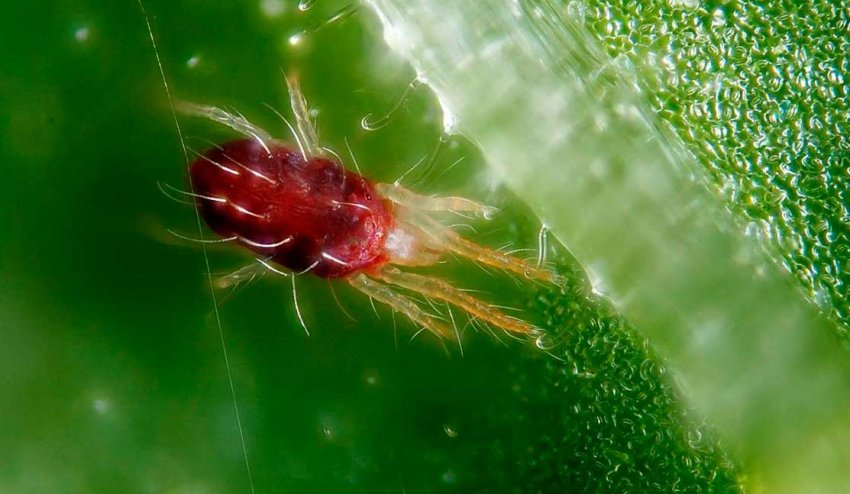 Павутинний кліщ на абрикосі