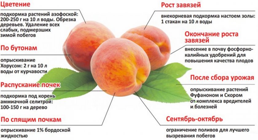 Подкормка персика Подкормка персика