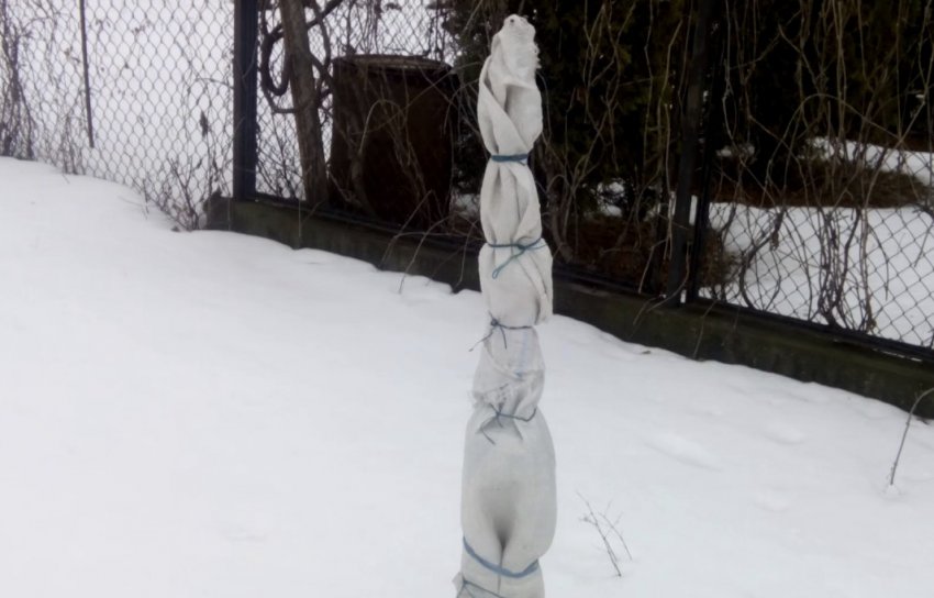 Укритий саджанець абрикоса