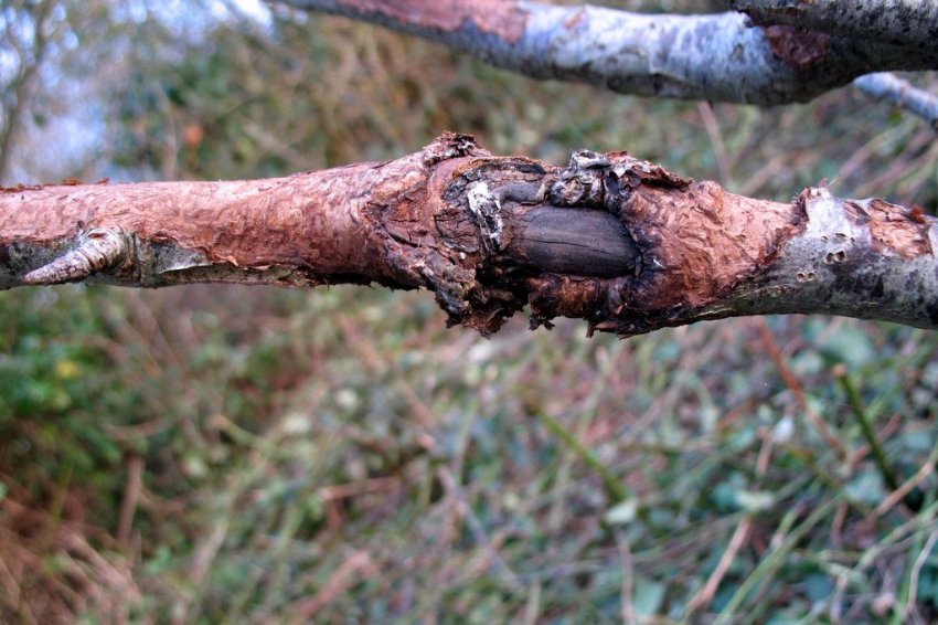 Бактеріальний рак на гілці