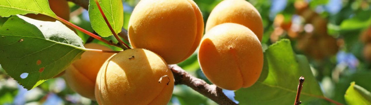 Особливості вирощування абрикоса Брянський ранній