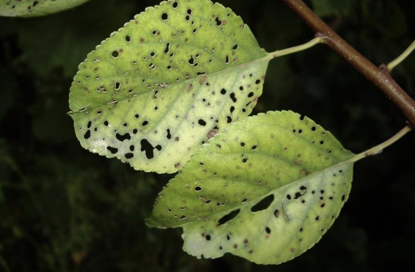 Плямистість абрикосових листя