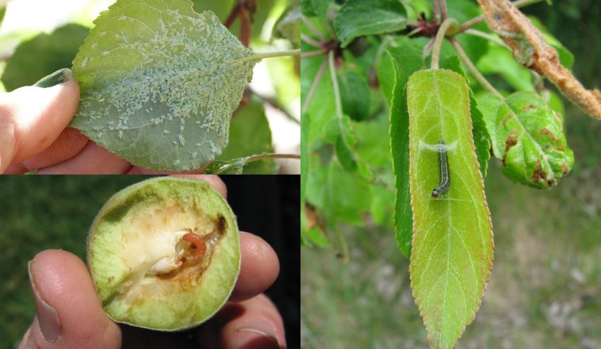 Шкідники абрикоса