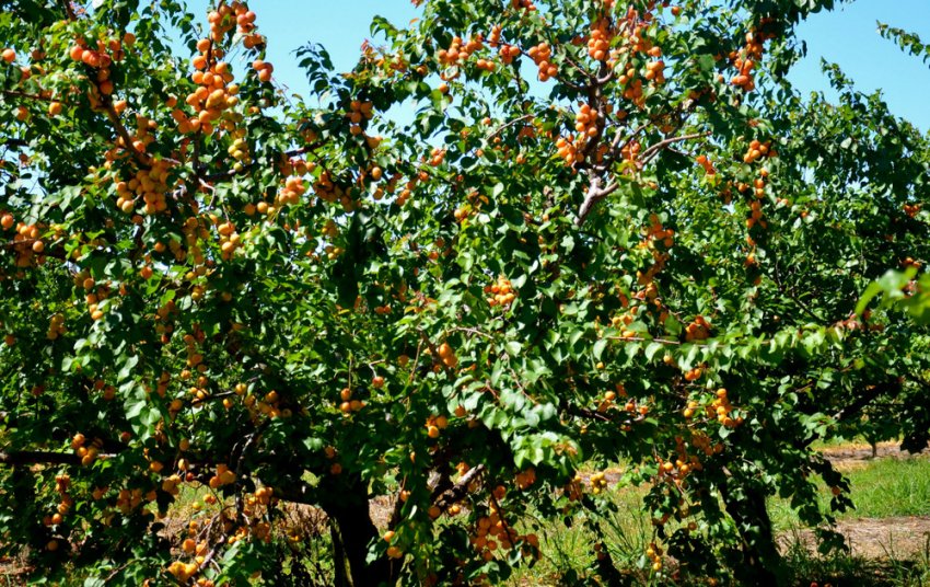 Абрикос Саратовський рубін