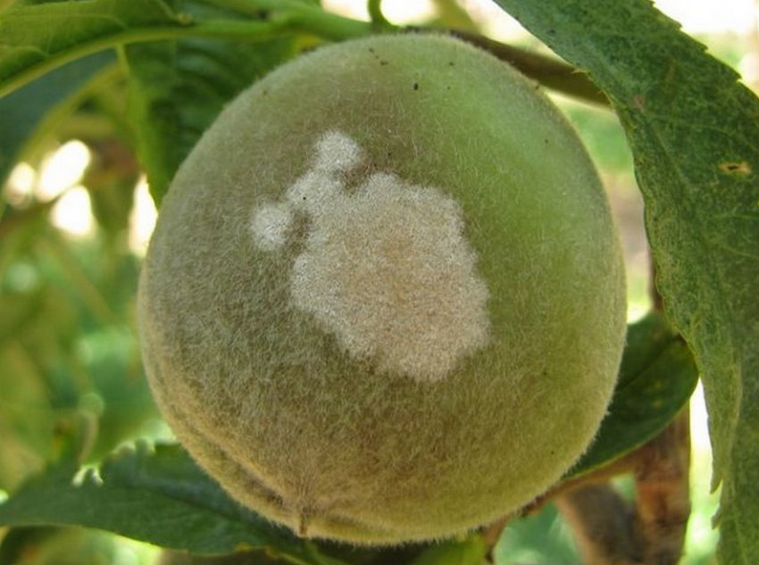 Борошниста роса на персику Борошниста роса на персику