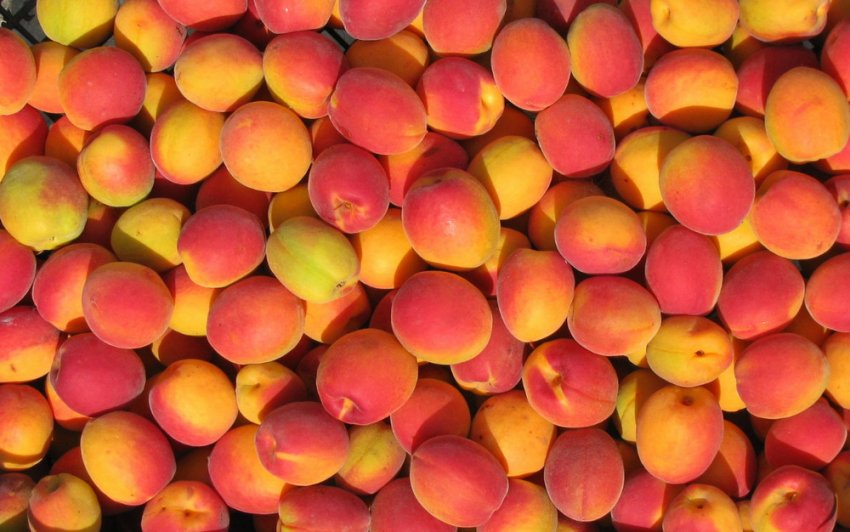 Абрикос Саратовський рубін