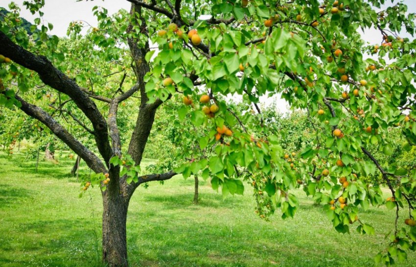 Абрикос Саратовський рубін