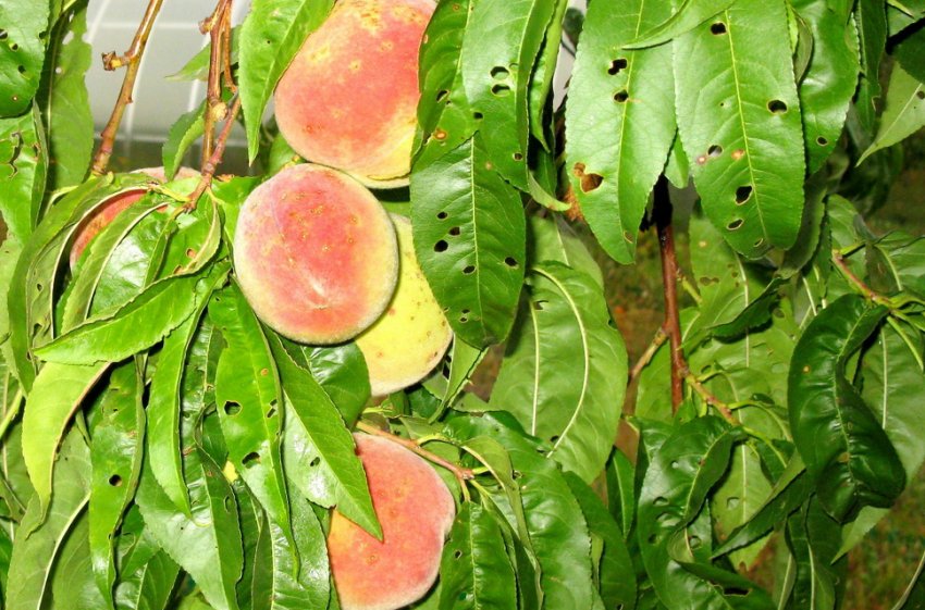 персика, Клястероспоріоз персика, Клястероспоріоз