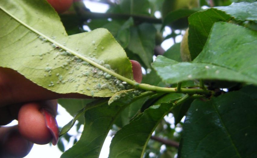 Попелиця на персику Попелиця на персику