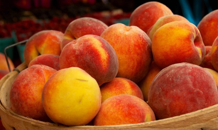 Соковитий Персик сорту Соковитий Персик сорту