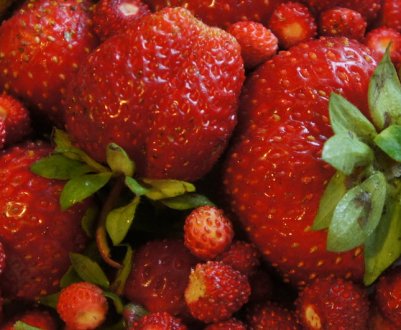 У чому різниця між полуницею та суницею