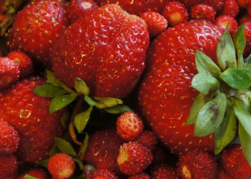 У чому різниця між полуницею та суницею