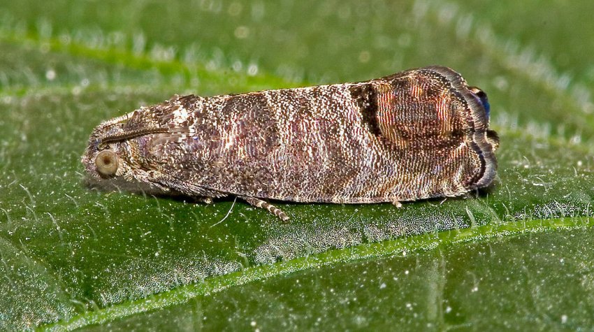 Смугаста моль на листках персика