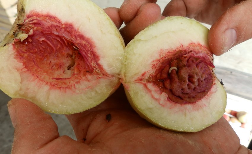 Сливова плодожерка в персику