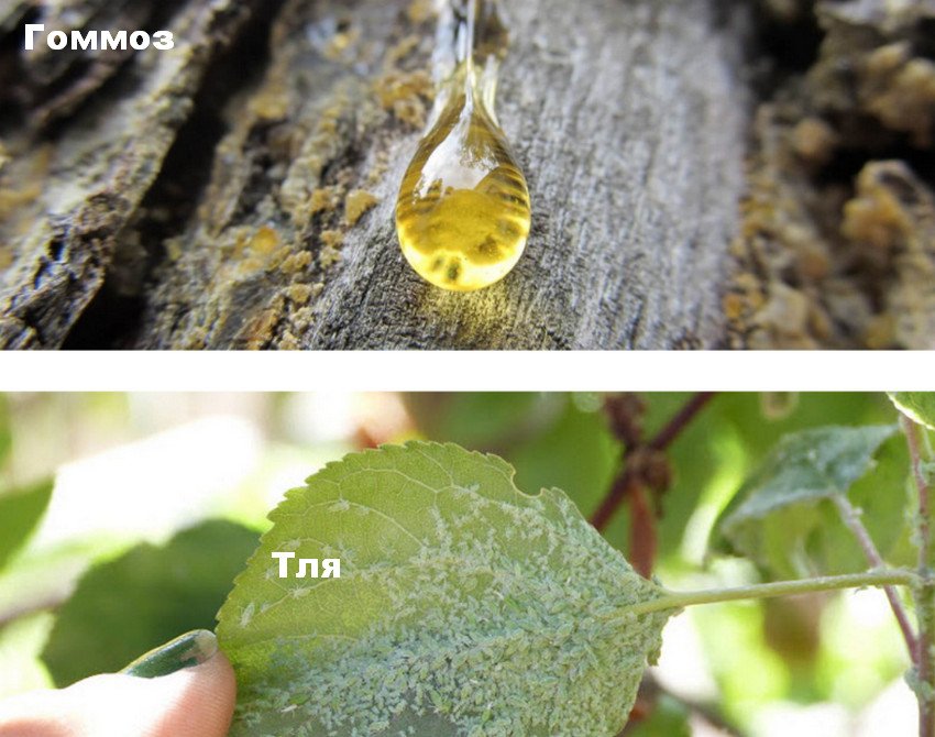 Камедь і тля на абрикосі