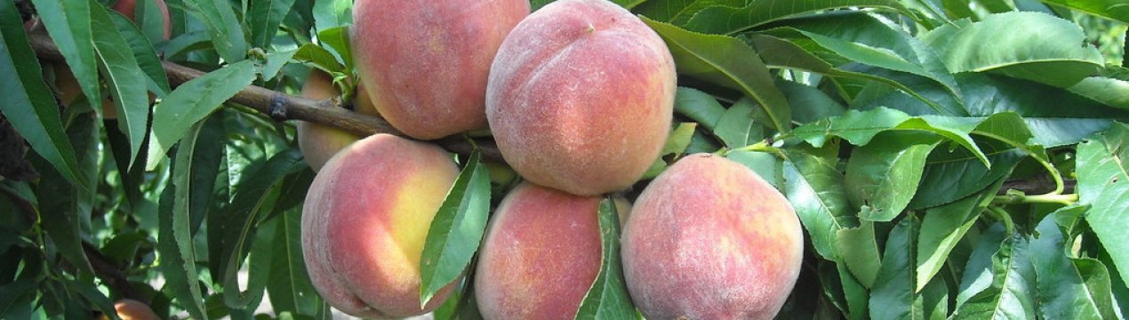 Переваги посадки персика восени