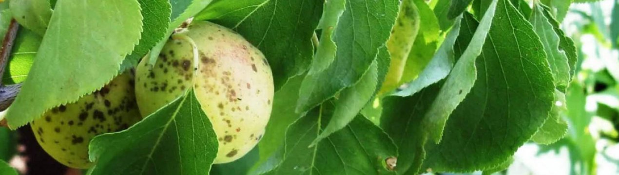 Хвороби абрикосових дерев та їх лікування