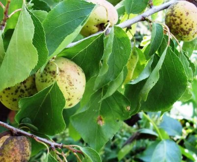 Хвороби абрикосових дерев та їх лікування