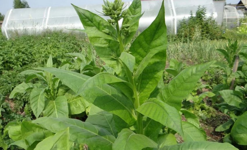 Турецький тютюн