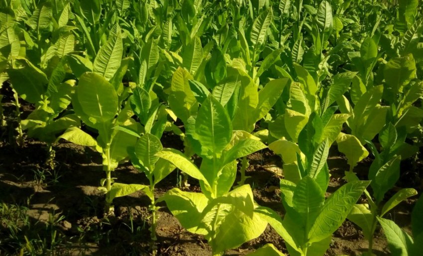 Вирощування тютюну