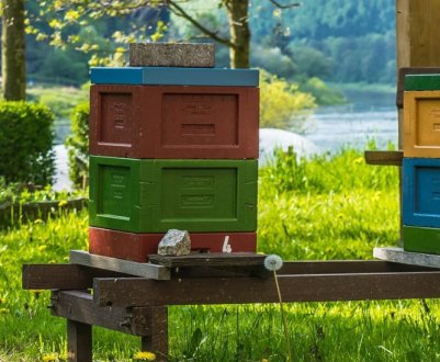 Кращі варіанти вуликів для бджіл