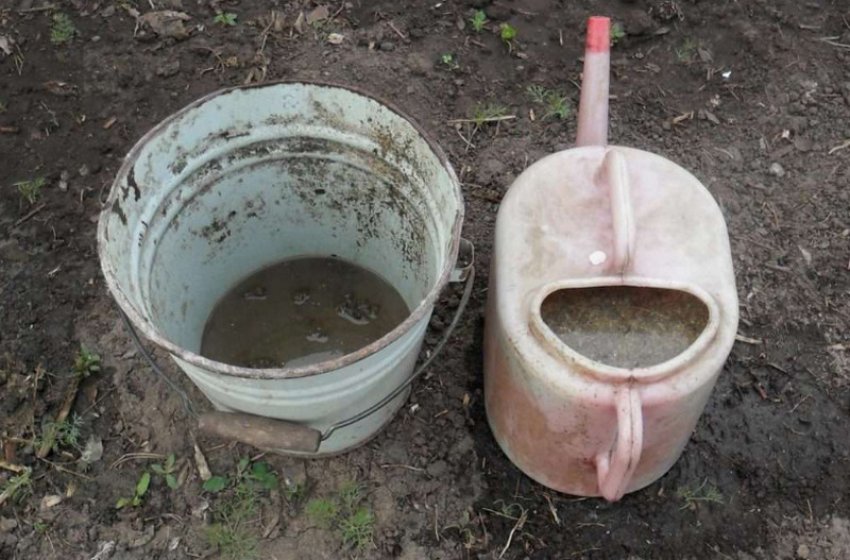 Курячий послід