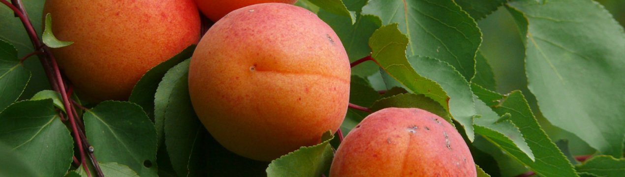 Характеристика і правила вирощування абрикоса Графиня