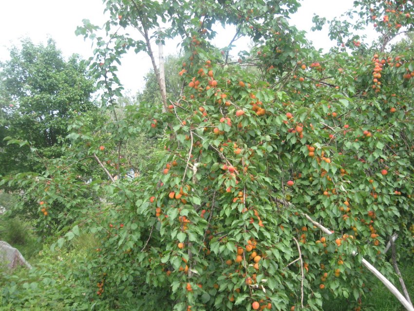 абрикос обыкновенный графиня. абрикос графиня. абрикос сорт графиня. абрикос дерево сорт графиня. саженец абрикоса графиня.