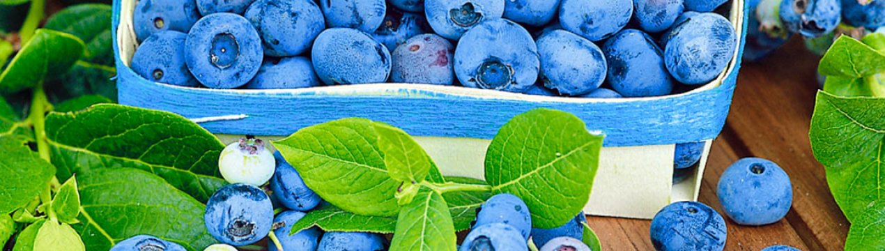 Ягідне господарство з Житомирської області протестувало робота для збирання плодів