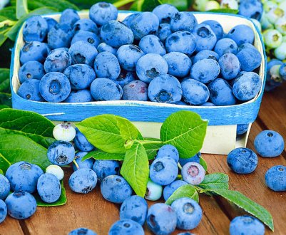 Ягідне господарство з Житомирської області протестувало робота для збирання плодів