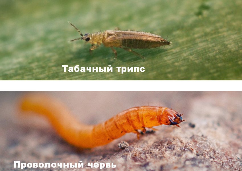 Шкідники тютюну