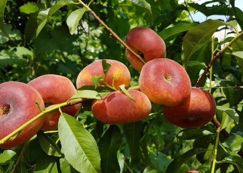 Особливості Инжирных персиків
