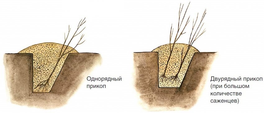 Прикопка саджанця Прикопка саджанця