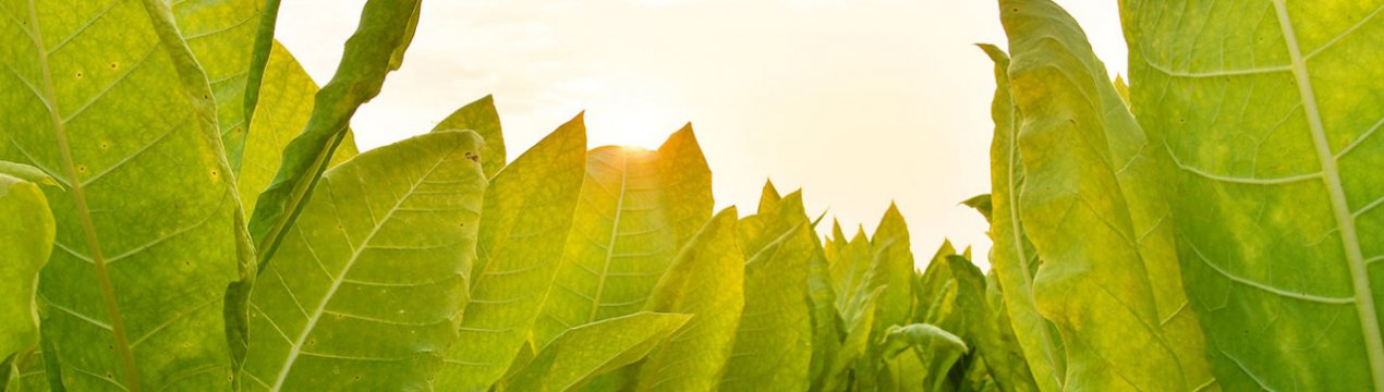 Вирощування турецького тютюну в домашніх умовах