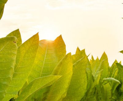 Вирощування турецького тютюну в домашніх умовах