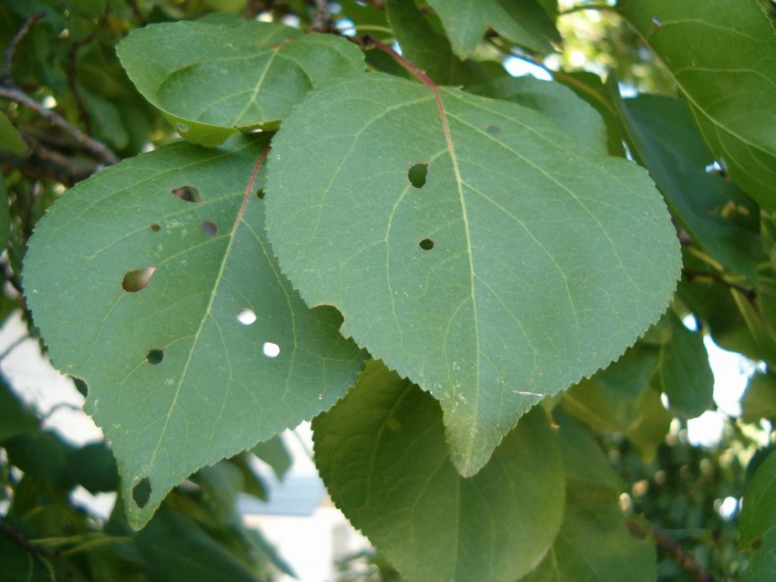 Клястероспоріоз абрикоса Клястероспоріоз абрикоса