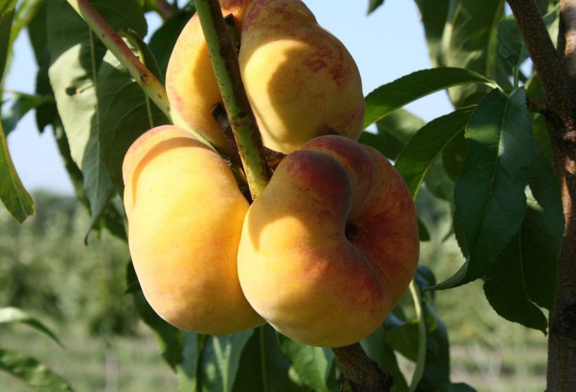 Лучшие сорта инжирного персика: посадка и уход