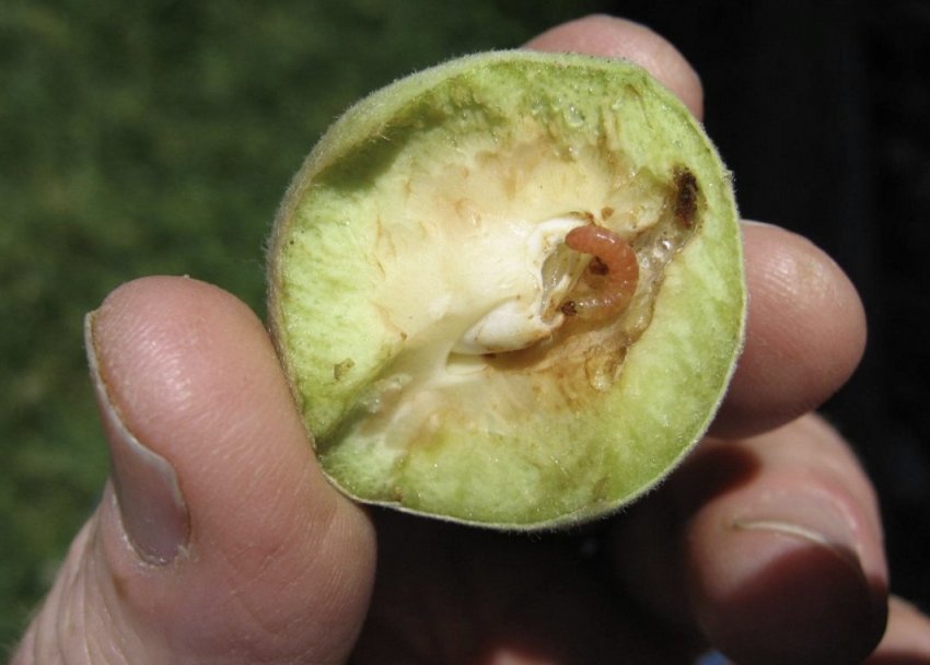 Плодожерка в абрикосі Плодожерка в абрикосі