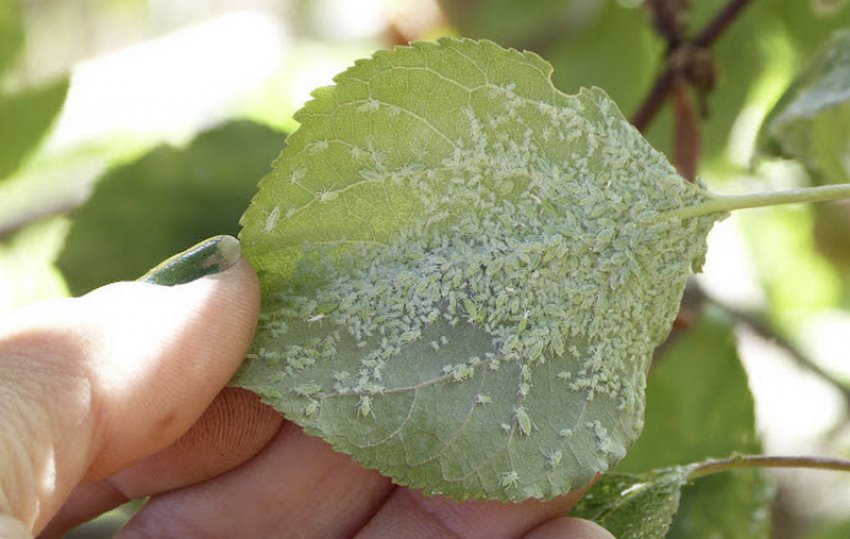Колонія попелиці на листку абрикоса Колонія попелиці на листку абрикоса