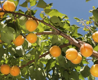 Як посадити і вирощувати абрикос в Підмосков'ї