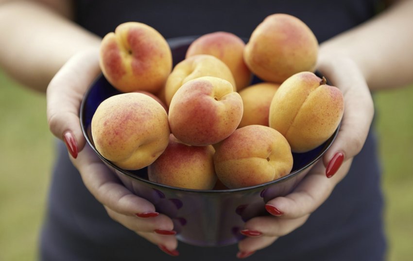 Абрикоси Айсберг Абрикоси Айсберг