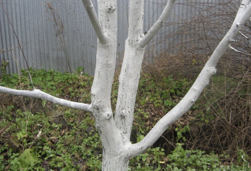 Побілка на абрикосі Побілка на абрикосі